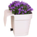 Balkonbak Bianco Con 3 Aggiunte Di Campanula Viola - Campane