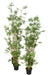 Pianta Da Interno Verde Artificiale In Bambù H.90 Cm