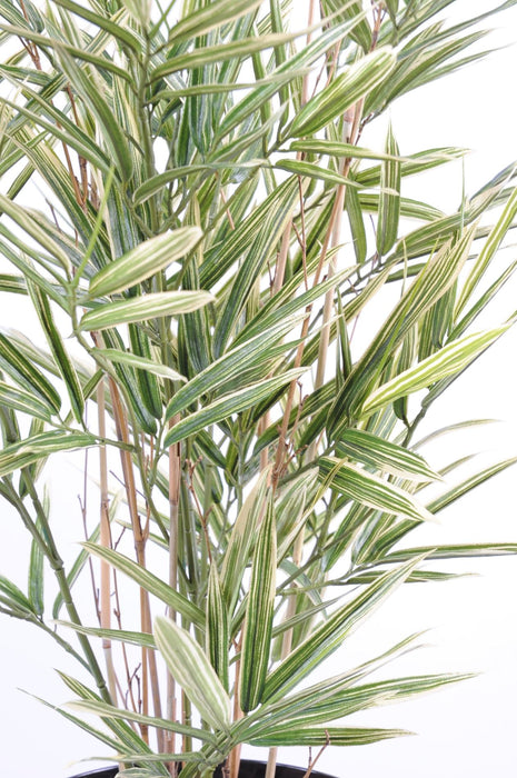 Bambù Artificiale Variegato Crema Verde 70 Cm