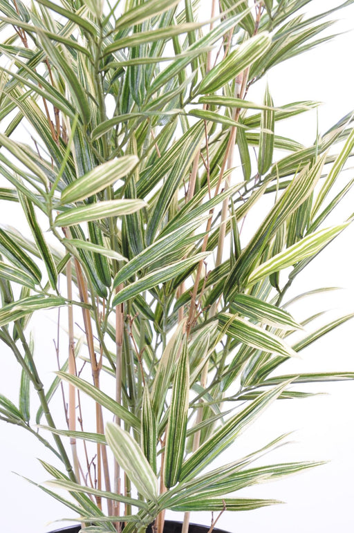 Bambù Artificiale Variegato Crema Verde 70 Cm