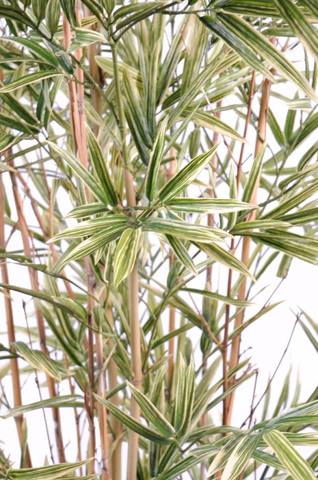 Bambù Artificiale Shiroshima 120Cm Verde Crema Decorativo