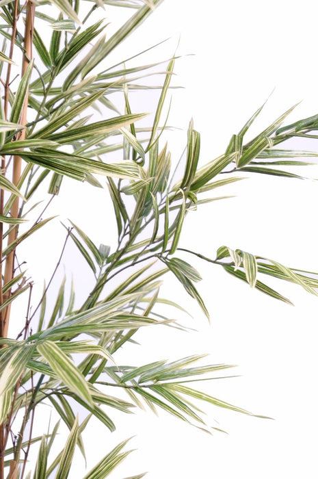 Bambù Artificiale Shiroshima 165 Cm Con Fogliame Variegato