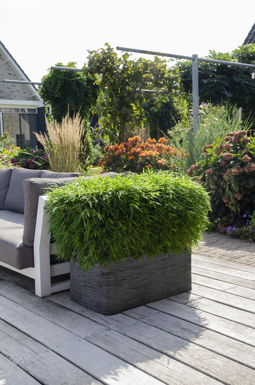 Bambù - Fargesia 'Moontars'® Boobux - ↨70Cm - Ø29 - Pianta Da Esterno