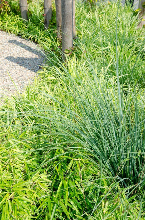 Bambù - Fargesia Rufa - ↨60Cm - Ø19 - Pianta Da Esterno