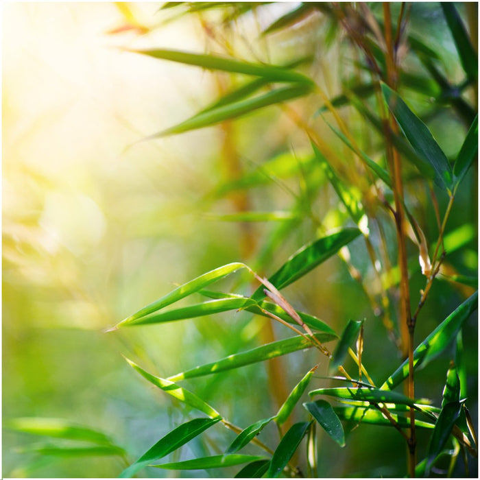 Bambù Fargesia Rufa - Set Da 6