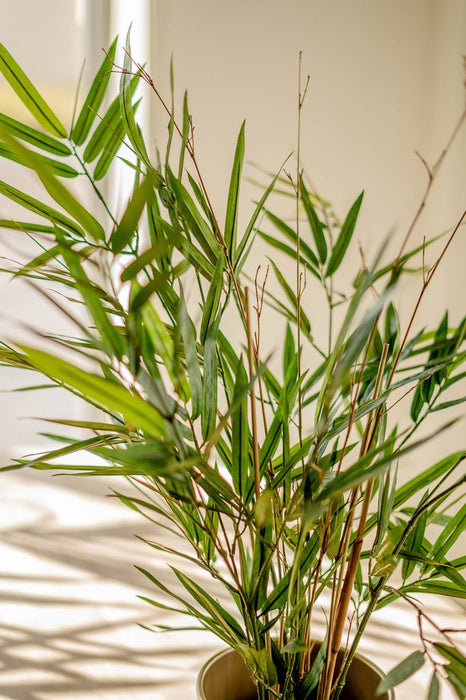 Royal Bamboo - Pianta Verde Artificiale