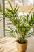 Royal Bamboo - Pianta Verde Artificiale