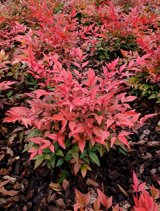 Bambù Sacro - ↨10Cm - Ø13Cm - Pianta Da Esterno