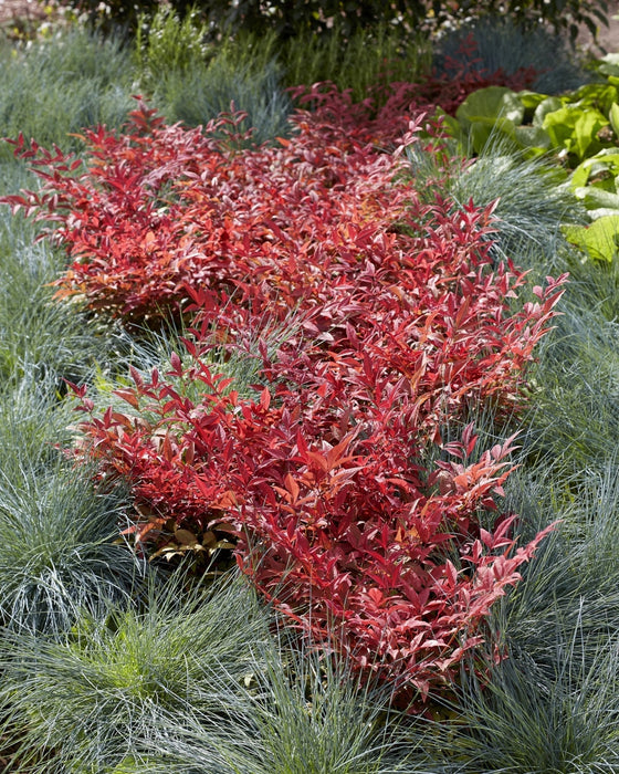 Bambù Sacro - ↨10Cm - Ø13Cm - Pianta Da Esterno