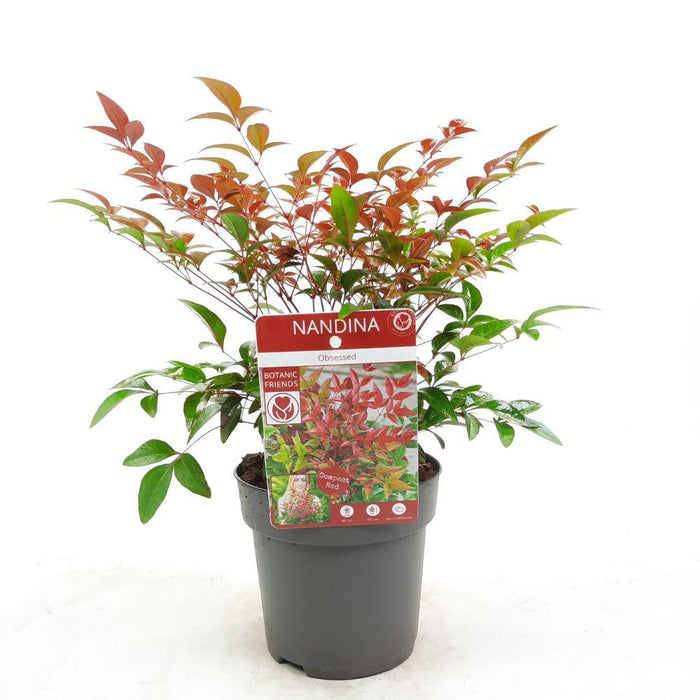 Bambù Sacro - ↨10Cm - Ø13Cm - Pianta Da Esterno