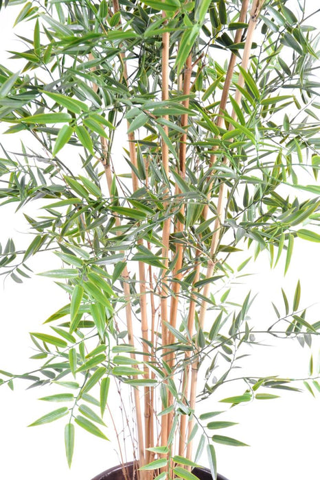 Bambù Artificiale Resistente Ai Raggi UV Per Interni Ed Esterni