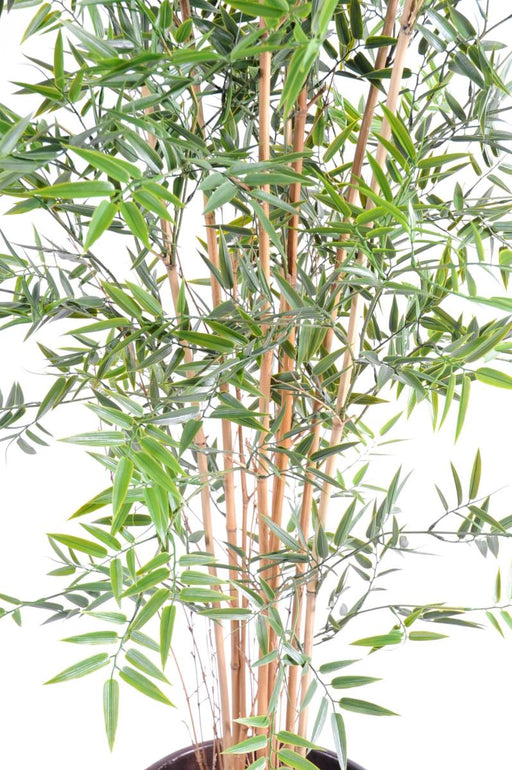 Bambù Artificiale Resistente Ai Raggi UV Per Interni Ed Esterni