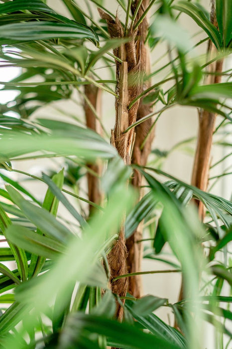 Bambusa - Bambù Artificiale