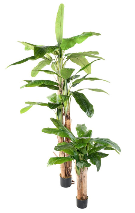 Banano Artificiale 3 Tronchi 240 Cm Per Interni