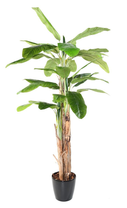 Banano Artificiale 3 Tronchi 240 Cm Per Interni