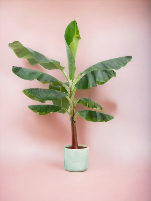 Banano Musa 100Cm E Il Suo Vaso