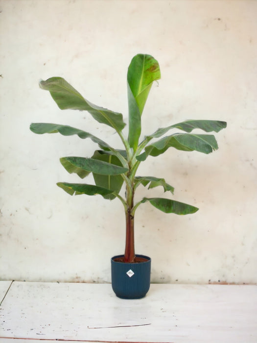 Banano Musa 100Cm E Il Suo Vaso