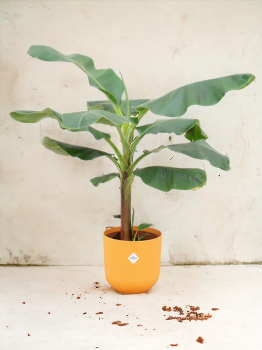 Banano Musa 120Cm E Il Suo Vaso