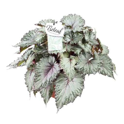 Begonia Beleaf 'Tundra Asiatica'