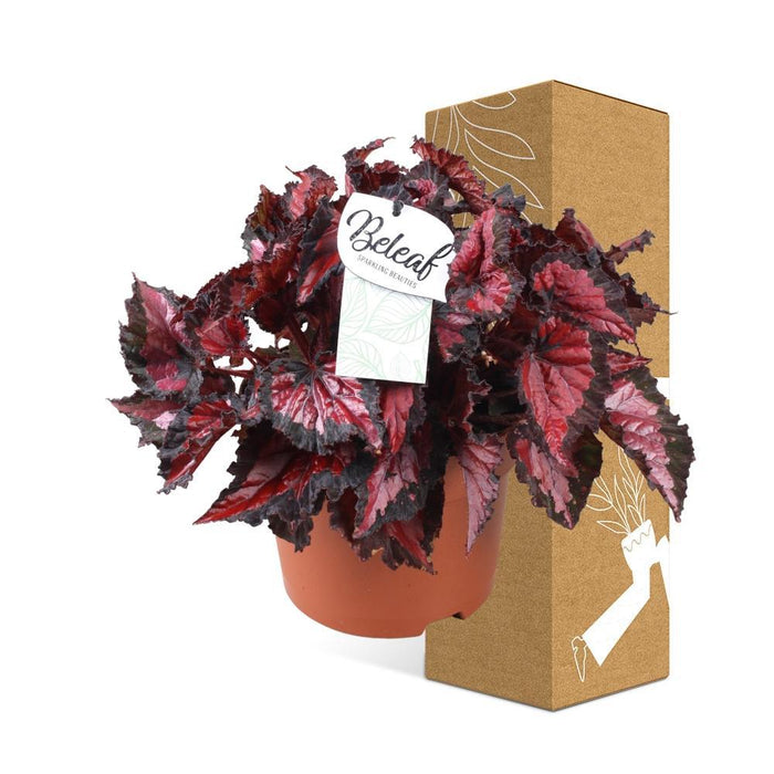 Begonia Beleaf 'Inca Night'