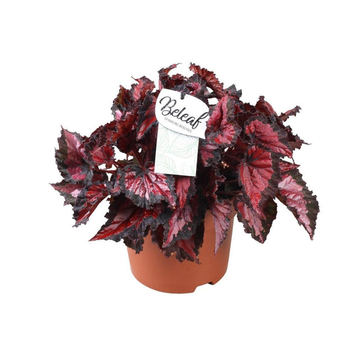 Begonia Beleaf 'Inca Night'