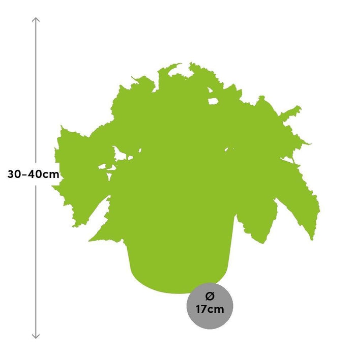 Begonia Beleaf 'Inca Night'