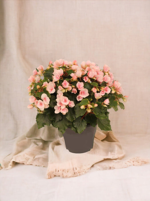 Begonia Betulia Rosa Chiaro