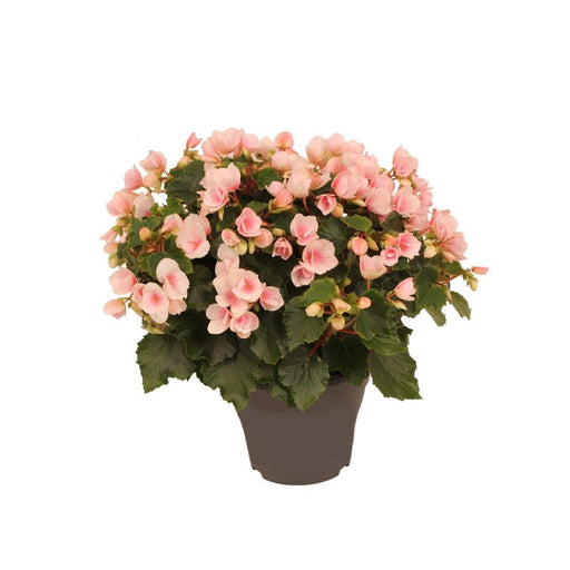 Begonia Betulia Rosa Chiaro
