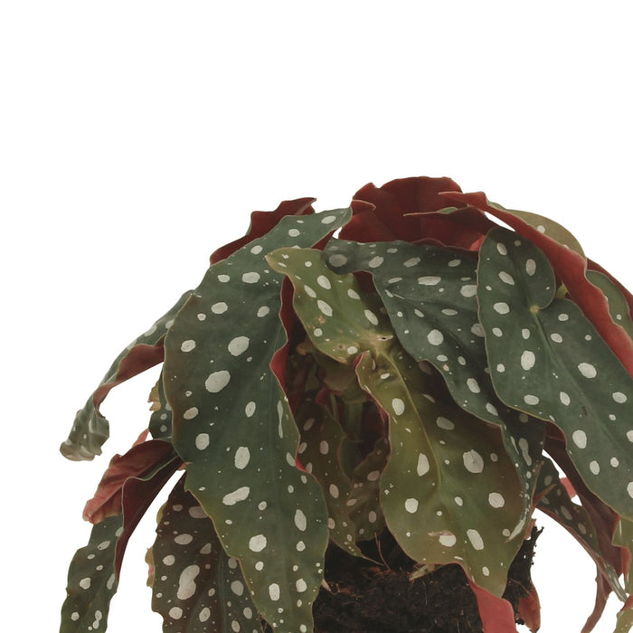 Begonia Maculata – Set Di 2