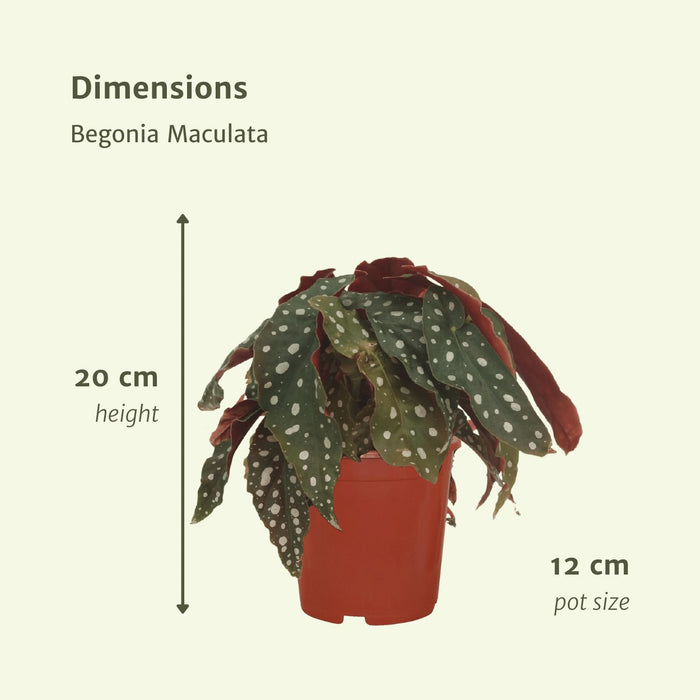 Begonia Maculata – Set Di 2