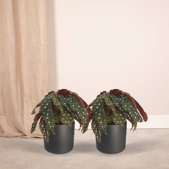 Begonia Maculata – Set Di 2