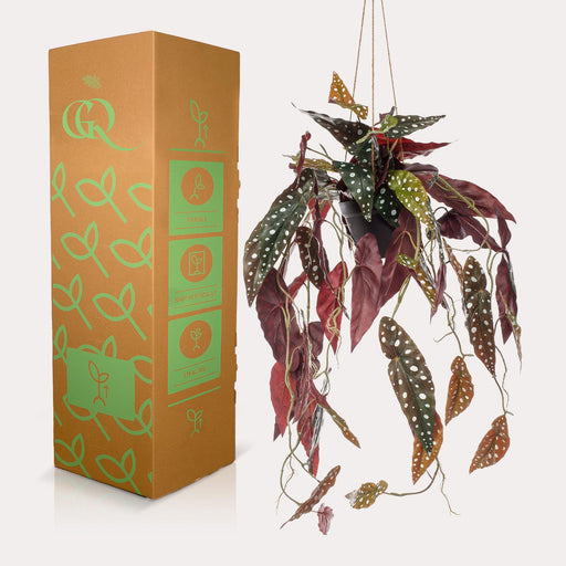 Pianta Artificiale Begonia Maculata - H80Cm, Ø18Cm