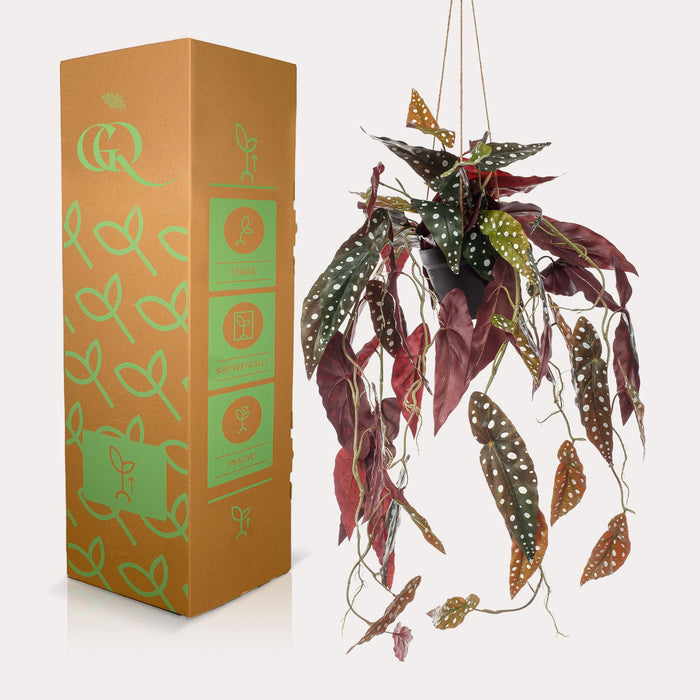 Pianta Artificiale Begonia Maculata - H80Cm, Ø18Cm