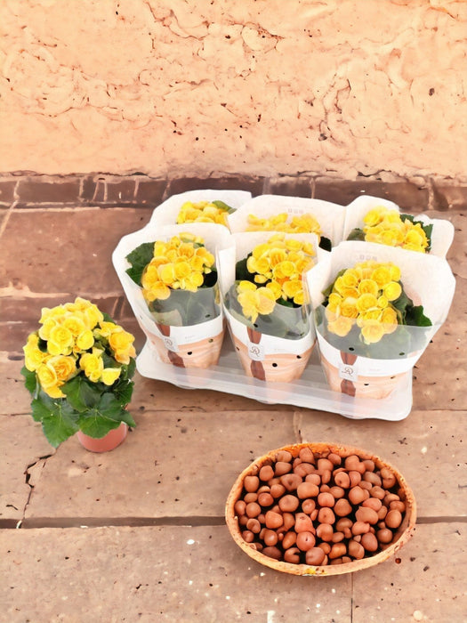 Begonia Nadine Gialla D14Cm H31Cm