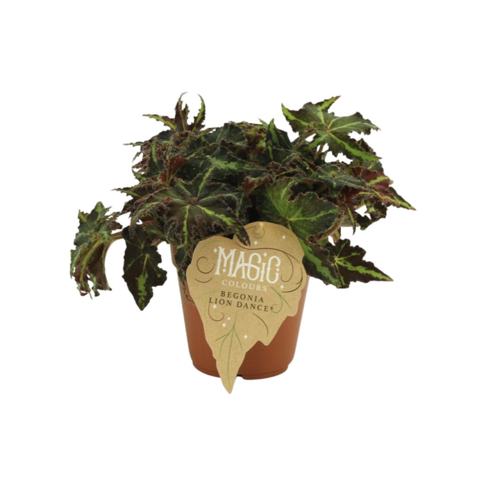 Begonia Rex 'Danza Del Leone'