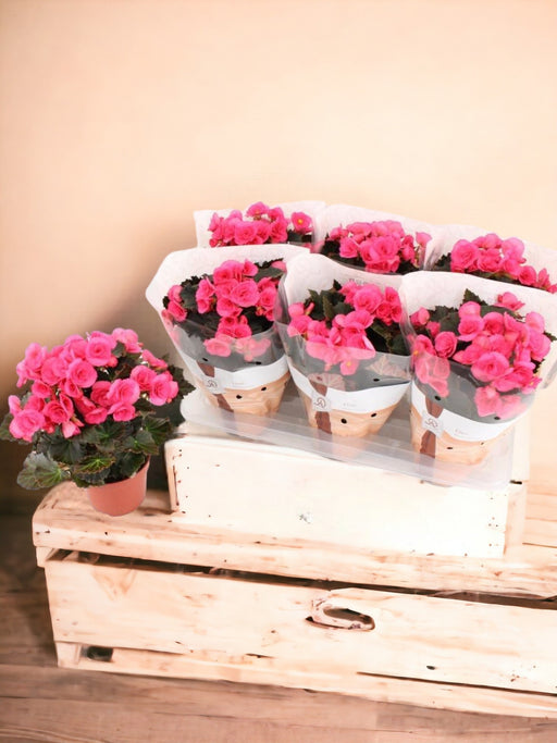 Begonia Rosa D14Cm H31Cm