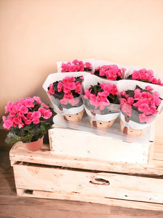 Begonia Rosa D14Cm H31Cm