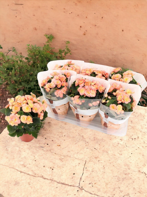 Begonia Tramonto D14Cm H31Cm
