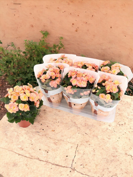 Begonia Tramonto D14Cm H31Cm