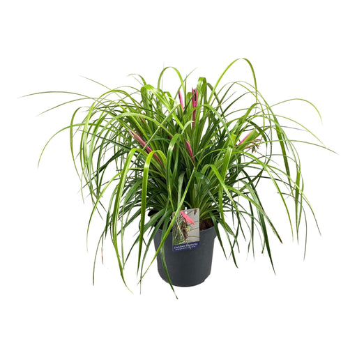 Billbergie Leaning - Le Lacrime Della Regina