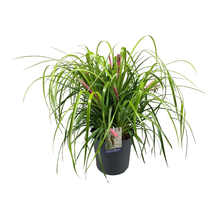 Billbergie Leaning - Le Lacrime Della Regina