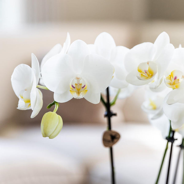 Scatola Sorpresa Orchidea - 4 Varietà