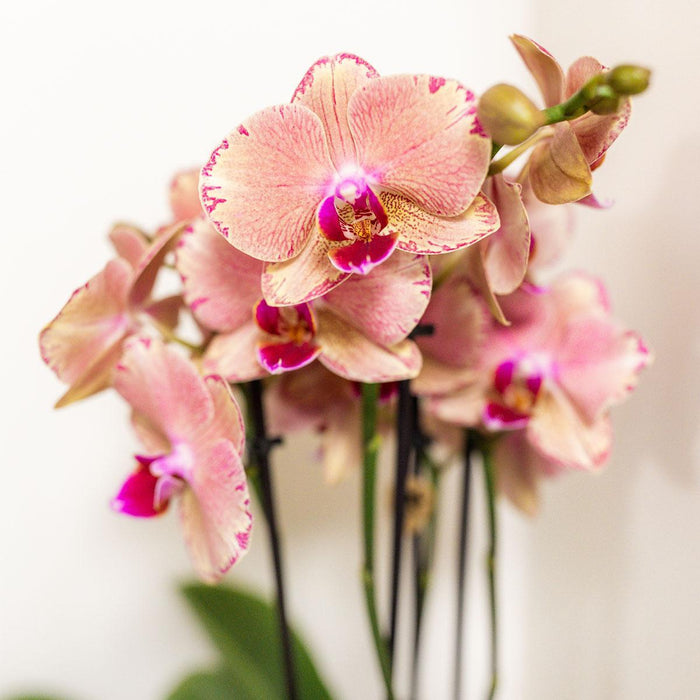 Scatola Sorpresa Orchidea - 4 Varietà