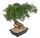 Aralia Bonsai Artificiale In Sezione Per Interni 60Cm