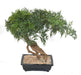 Aralia Bonsai Artificiale In Sezione Per Interni 60Cm