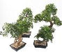 Aralia Bonsai Artificiale In Sezione Per Interni 60Cm