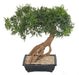 Aralia Bonsai Artificiale In Sezione Per Interni 60Cm