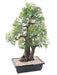 Bonsai Aralia Artificiale Per La Decorazione D'interni
