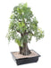 Bonsai Aralia Artificiale Per La Decorazione D'interni