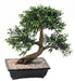 Bonsai Artificiale Salice Nero 50 Cm Con Vaso Decorativo